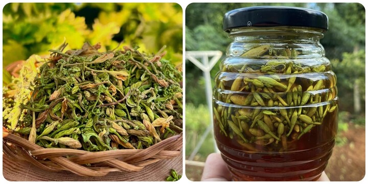 Chuyên gia chỉ cách sử dụng hoa đu đủ đực ngâm mật ong