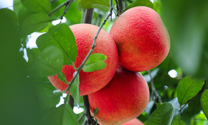 Bưởi đỏ 'tiến vua' mất mùa do bão lũ, giá tăng gấp đôi