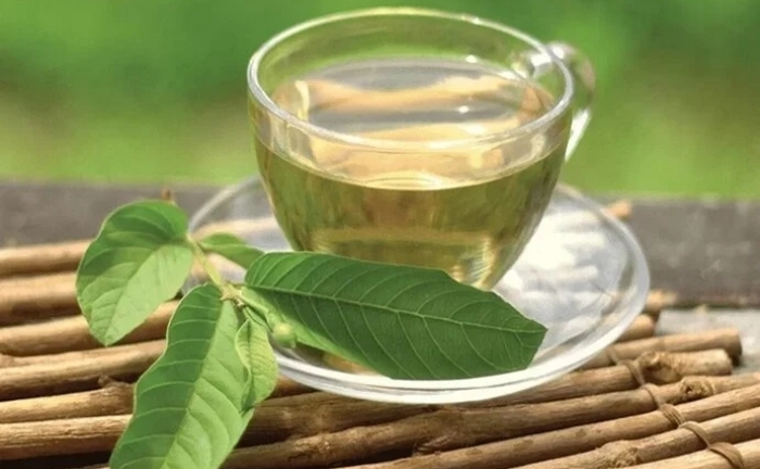 Uống nước lá ổi có chữa được bệnh tiểu đường?