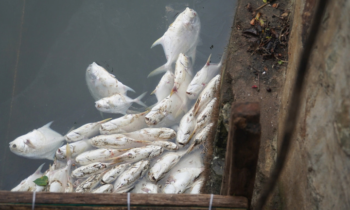 Xác định nguyên nhân hàng tấn cá chim chết trắng hồ ở Hà Tĩnh