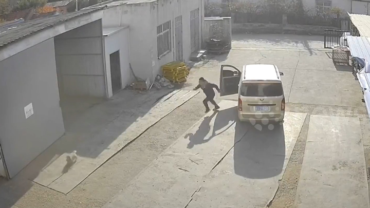 'Ra tay' với chú chó, tài xế giao hàng gặp họa