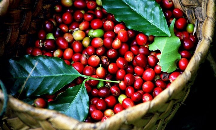 Giá cà phê hôm nay 16/12: Thị trường ổn định