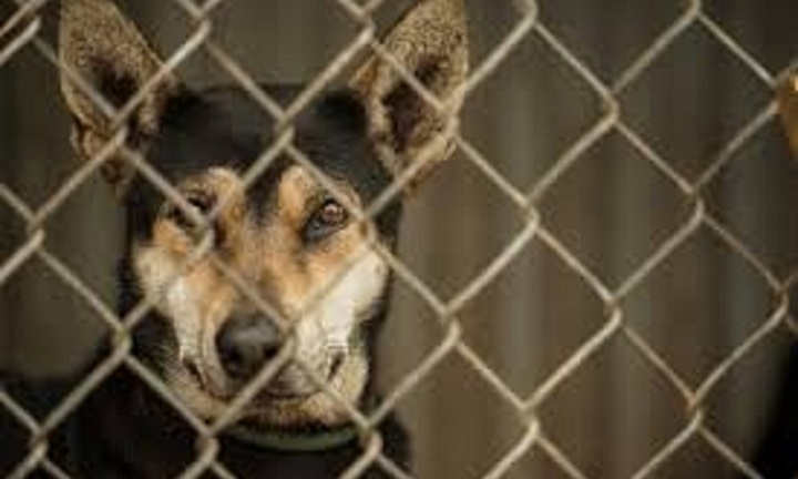 Khó xóa sổ bệnh dại ở Việt Nam nếu còn buôn bán thịt chó mèo