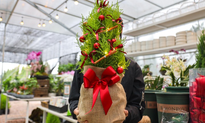 Khách tiết kiệm chi tiêu, tùng, thông tươi mini 'lên ngôi' mùa Noel