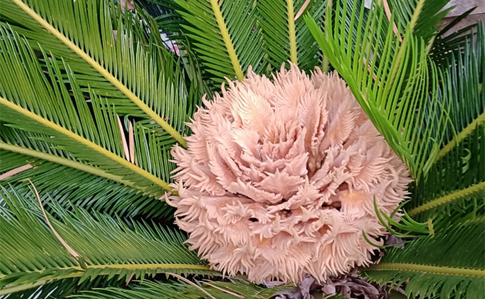 Vì sao người xưa nói 'vạn tuế nở hoa tài lộc đua nhau đến'?