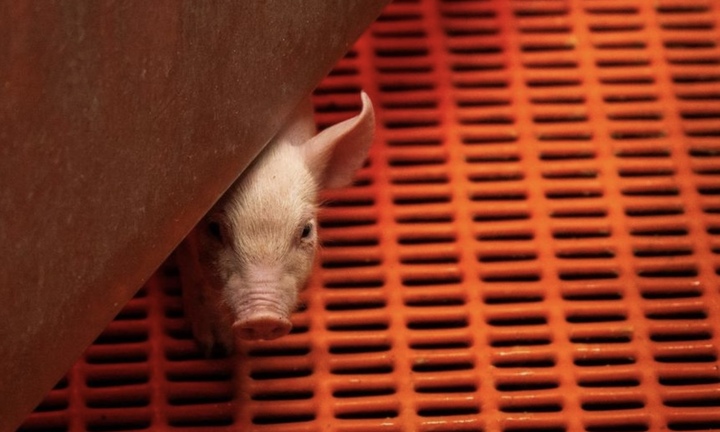 Trang trại ở Mỹ nuôi lợn để ghép thận cho người