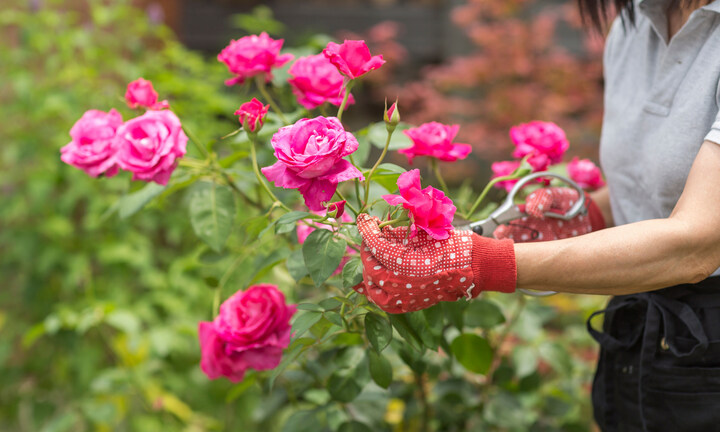 Mùa đông cắt tỉa 3 loại cây này, hoa sẽ nở tưng bừng vào mùa xuân