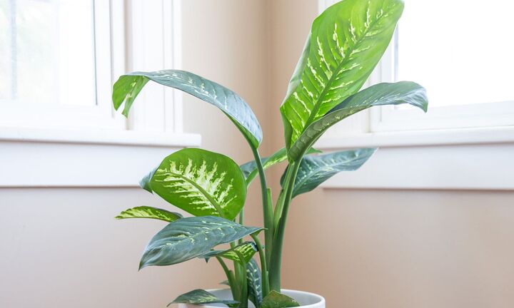 Trồng cây vạn niên thanh trong nhà có lợi ích gì?