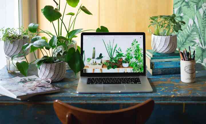 Những cây cảnh chống bức xạ máy tính nên để ở phòng làm việc