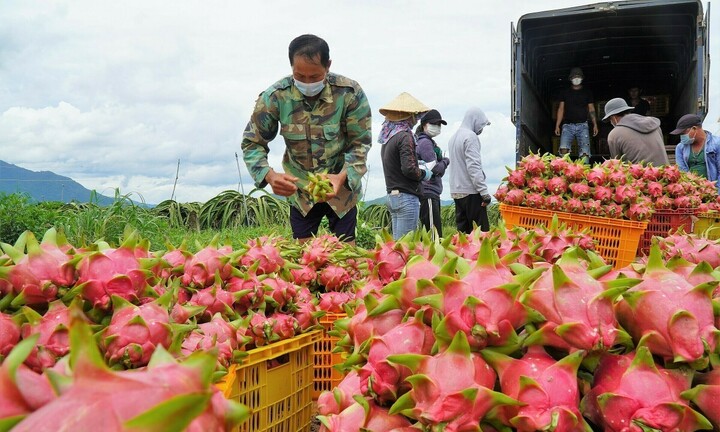 Tỉnh nào trồng nhiều thanh long nhất Việt Nam?