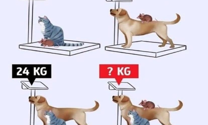 Thử thách tính số cân nặng 3 con vật