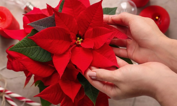 Ý nghĩa phong thủy của cây hoa trạng nguyên