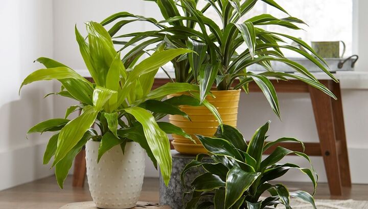 Cây thiết mộc lan hợp với người mệnh gì?