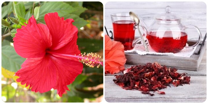 6 tác dụng của hoa dâm bụt với sức khoẻ