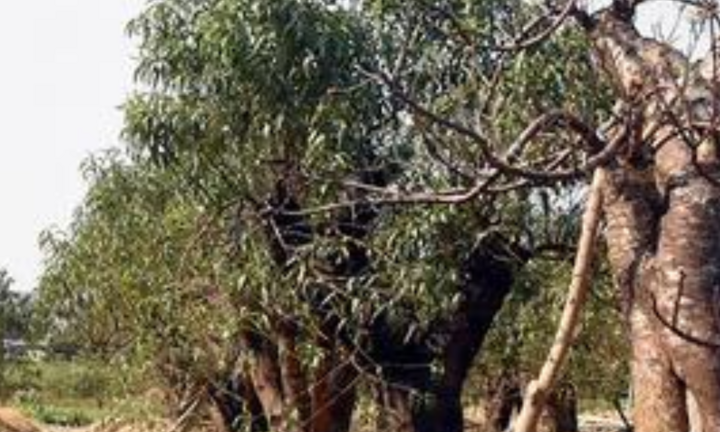 Khách 'bạo tay' chi tiền thuê đào chơi Tết từ sớm