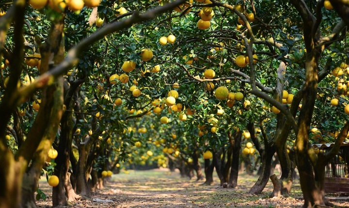 Đặc sản bưởi Diễn chín vàng ruộm, khách Hà Nội đặt mua nguyên cây ăn Tết