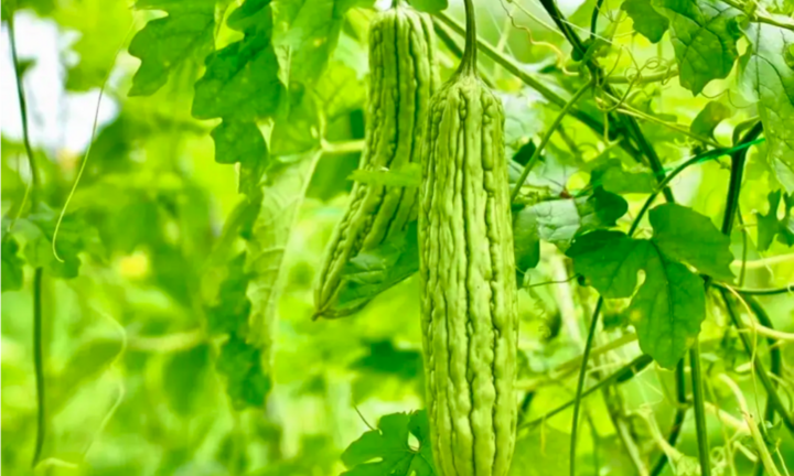 5 lợi ích sức khỏe đáng ngạc nhiên của nước ép mướp đắng