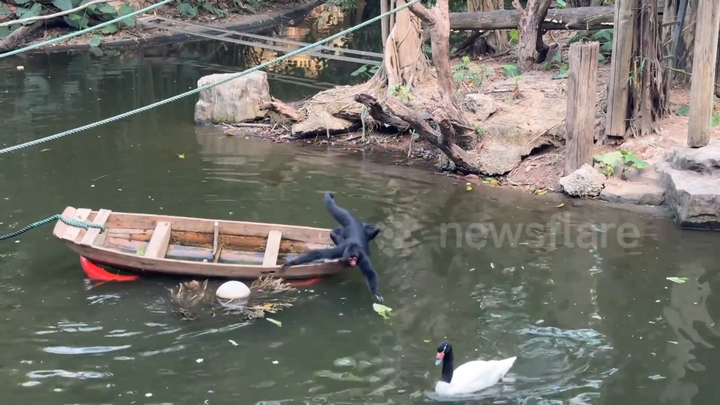 Khỉ nhện khéo léo chèo thuyền lấy thức ăn trên mặt nước