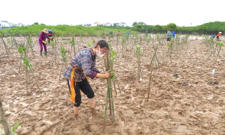 Quản lý, giám sát hiệu quả khi thực hiện dự án FMCR ở Nghệ An