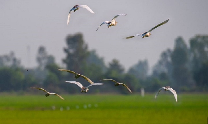 Khu du lịch sinh thái Gáo Giồng - ngôi nhà của các loài chim