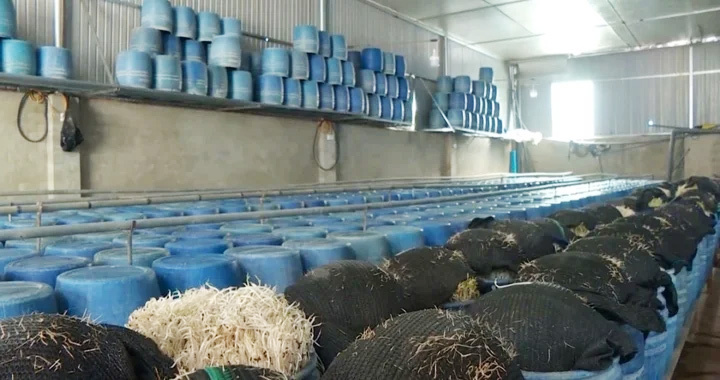 Đề nghị truy trách nhiệm đơn vị kinh doanh 'khoán trắng' cơ sở làm giá đỗ bẩn