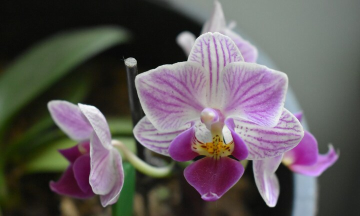 Cách tưới nước đơn giản giúp cây lan nở hoa quanh năm