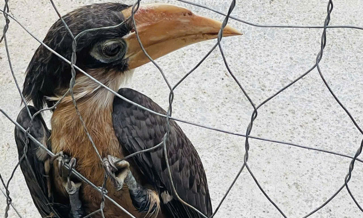 Thấy chim quý bay vào nhà, người phụ nữ gọi kiểm lâm để thả về rừng