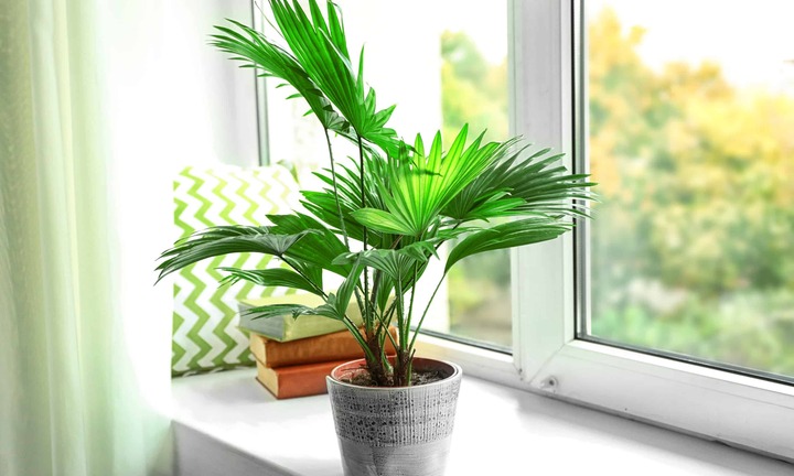 Cây cọ cảnh hợp mệnh gì?