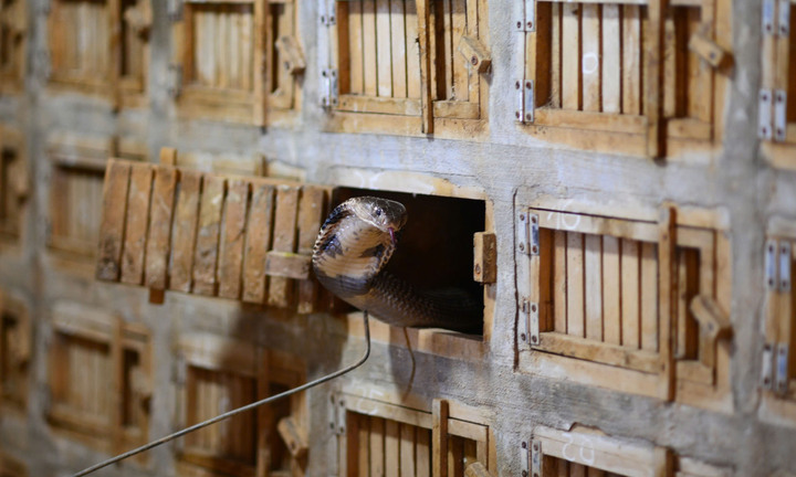 Cả làng ở Vĩnh Phúc kiếm sống bằng nghề nuôi rắn tử thần