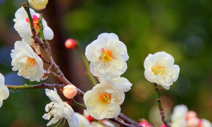 Trồng cây nhất chi mai dịp Tết có ý nghĩa gì?