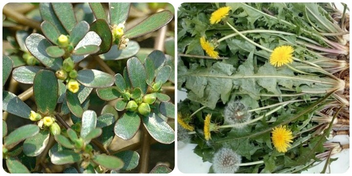 4 loại rau không 'ngậm' thuốc sâu, tốt ngang thuốc bổ