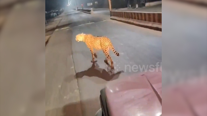 Báo hoang lang thang trên phố, người dân hoảng sợ