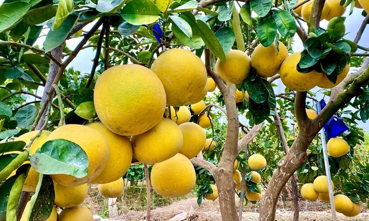 Cách bảo quản bưởi Diễn