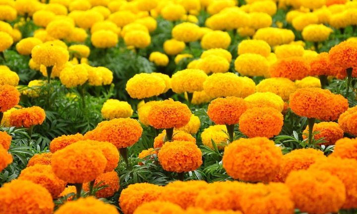 Lý giải việc một số loài hoa bị kiêng bày lên ban thờ ngày Tết