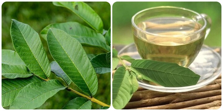 Những người nên uống nước lá ổi thường xuyên