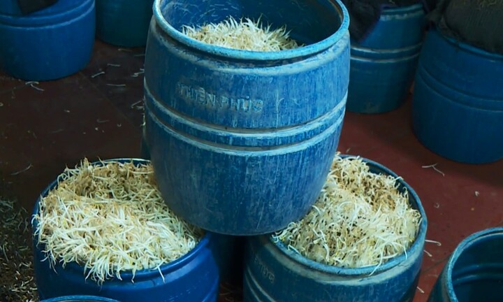 3.000 tấn giá đỗ ngâm chất cấm: Tạm dừng hoạt động 6 cơ sở