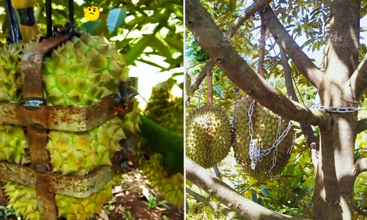 Giá sầu riêng tăng kỷ lục và 1001 chiêu 'hú hồn' chống sầu tặc của nhà vườn