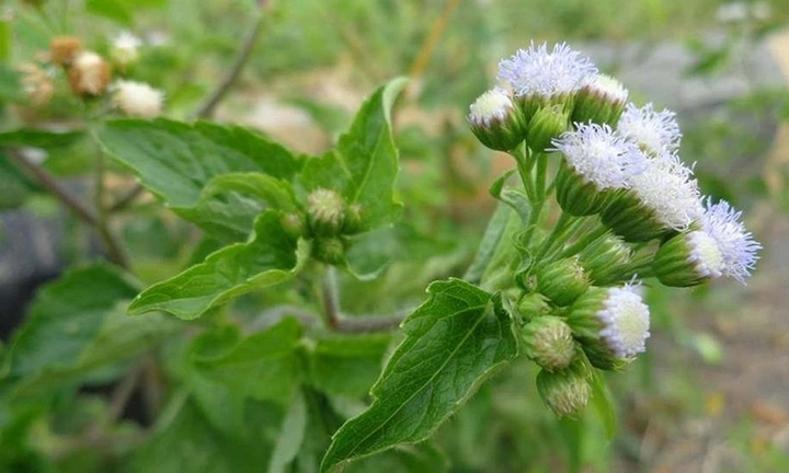 Loại cây có tên rất xấu nhưng trị viêm xoang, dị ứng mũi cực hiệu quả