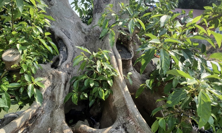 Biến cây dại thành bonsai, khách gạ đổi Toyota Camry chủ nhân vẫn lắc đầu