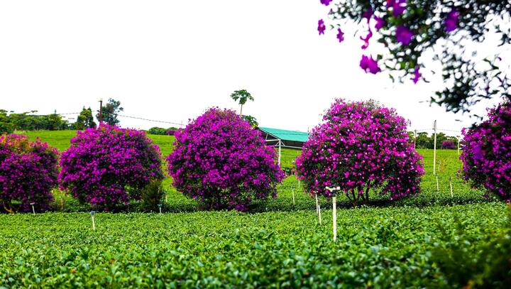 Ngắm hoa mua tím, đồi chè xanh đẹp như tranh vẽ ở Lâm Đồng