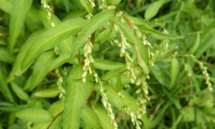 Loại rau Việt cay hơn cả ớt, cực tốt cho sức khỏe