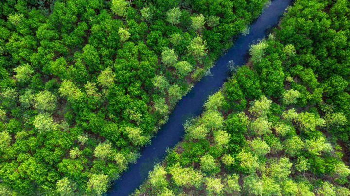 Rừng ngập mặn Dragon Mangrove Forest: Hành trình khám phá thiên nhiên độc đáo
