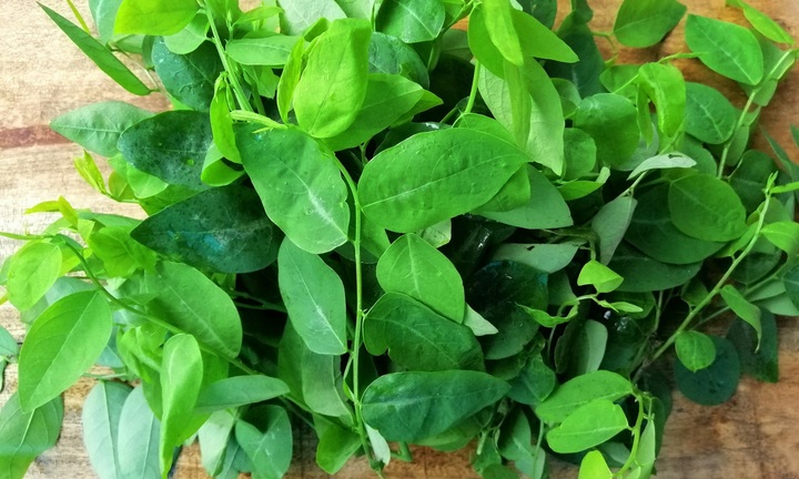 Rửa rau ngót thế nào cho đúng?