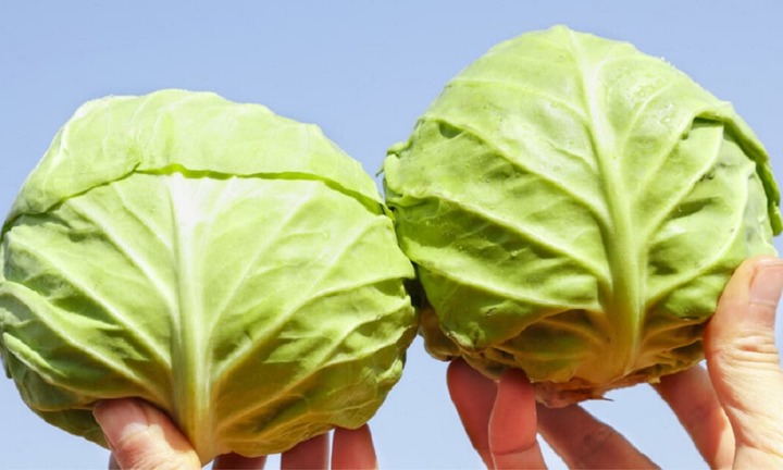 Bắp cải hình bầu dục hay bắp cải hình tròn ngon hơn?