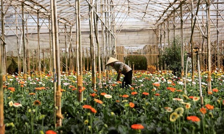 Mê mẩn sắc hoa ở làng hoa Vạn Thành