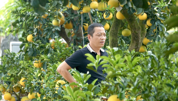 Quất bonsai, bưởi Diễn trưng Tết ế khách, nhà vườn TP.HCM rầu rĩ 