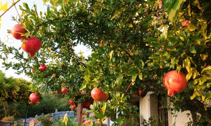 Tại sao nên trồng cây lựu trước nhà?