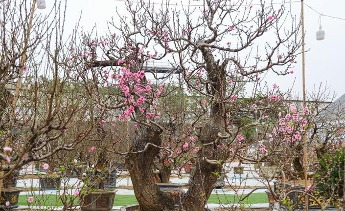 Đào rừng Sơn La cổ thụ đua nhau khoe dáng ở Hà Nội, giá trăm triệu đồng/cây