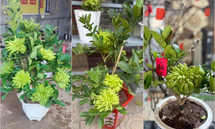 Chưa đến Tết, phật thủ bonsai độc lạ đã 'cháy' hàng