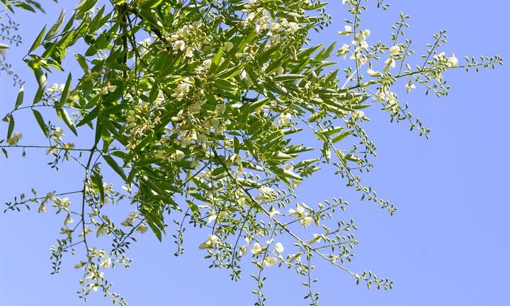 Vì sao có câu 'một cây hòe trước nhà không chiêu của báu cũng chiêu tiền bạc'?